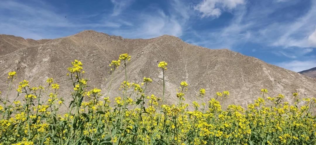 順動新作|遇見五月的西藏